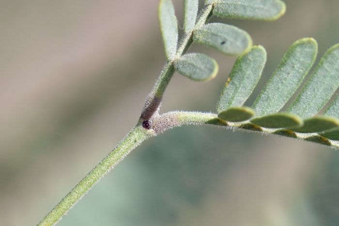 Most parts of Velvet Mesquite have short velvety hairs (pubescent) as shown in photo. Prosopis velutina